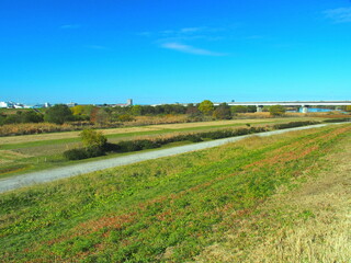 冬のお花畑のある江戸川河川敷風景