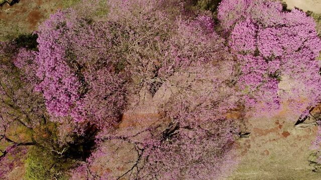 Aerial view of a beautiful Flowering pink ipe tree