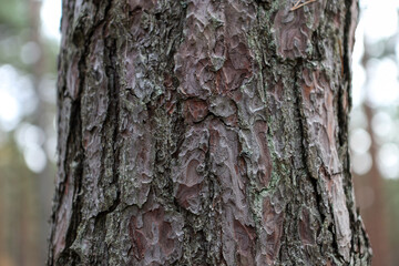 Close up details texture photo of forest tree.
