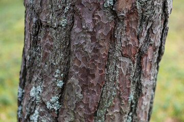 Close up details texture photo of forest tree.