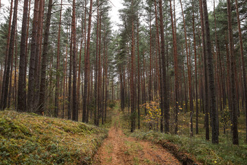 Old pine tree forest environment photography with small forest road, path.