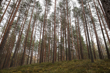 Wide angle forest view in pine tree forest.