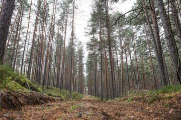 Fototapeta premium Old pine tree forest environment photography with small forest road, path.