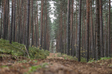 Old pine tree forest environment photography with small forest road, path.
