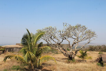 trees in the desert