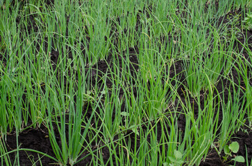 Fresh Organic Onion Growing in Garden Green Onion on Garden Bed