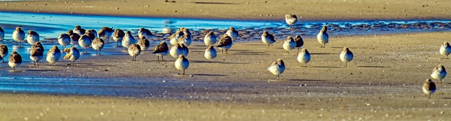 Sandpipers on the beach