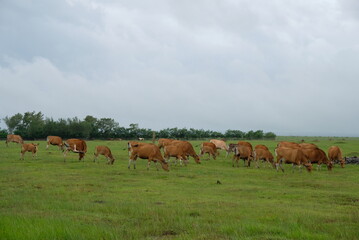 Cows grazing on green field. Cows standing on a pasture. Portrait of cows in Timor Leste.