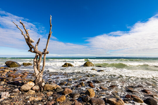 Germany, Mecklenburg-Vorpommern, Dead tree standing on rocky beach of Cape Arkona