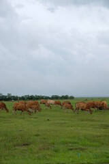 Cows grazing on green field. Cows standing on a pasture. Portrait of cows in Timor Leste.