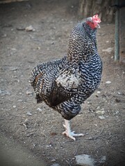 rooster in the farm