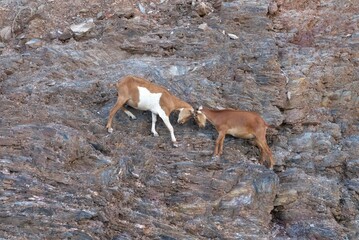 Goats standing on the edge of the cliff. Portrait of domestic goats in Timor Leste.