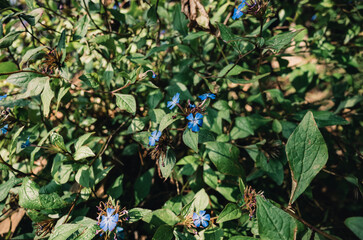 Flowers in the garden