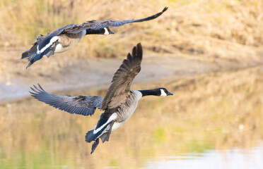 Canadian goose in flight during spring time. The Canada goose 