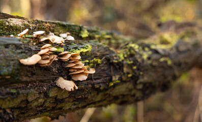 nature scene during the fall. nature in its beauty during autumn, view of a fallen tree with mushrooms growing on its trunk.