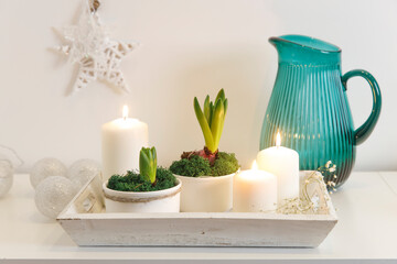 Unblown hyacinths with burning candles on a wooden vintage tray. Palm tree shadow on the wall. Home decoration for spring
