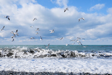 Many seagulls fly in the blue cloudy sky over the sea during the day. Waves and sea foam on the sea. High quality photo