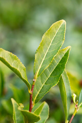 Tea Camellia sinensis the upper leaves on the bushes. Green tea leaves on a branch.