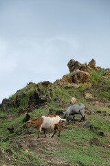 Goat in hiking trail at the Cristo Rei of Dili hills. Portrait of domestic goats in Timor Leste.