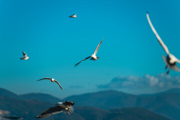 Seagulls flying in the blue sky with mountains in the background