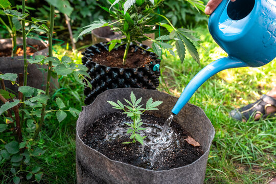 Watering and fertilizing marijuana in a pot. Growing cannabis for medical purposes