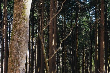 冬の森の木漏れ日