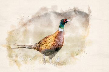 Ringneck Pheasant (Phasianus colchicus) male - watercolor art - obrazy, fototapety, plakaty