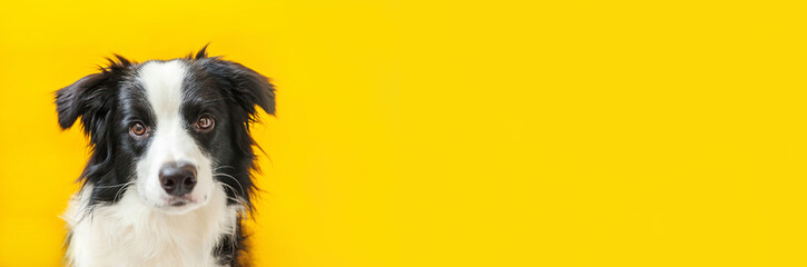 Funny studio portrait of cute smiling puppy dog border collie isolated on yellow background. New lovely member of family little dog gazing and waiting for reward. Pet care and animals concept. Banner