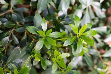 abstract green leaf texture, nature background in summer day