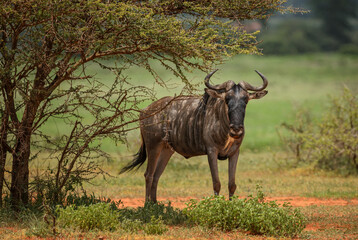 Common Wildebeest - Connochaetes taurinus, common antelope from African savannas and grasslands, Tsavo East, Kenya.