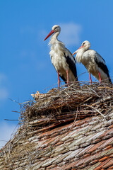 Weissstorch Paar stehen im unfertigen Nest