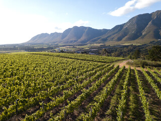 Fototapeta na wymiar Aerial over vineyard in beautiful valley