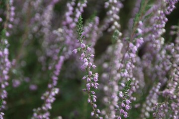 lavender flowers in the garden