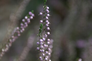 lavender flowers in the garden