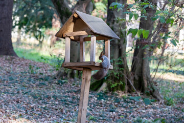 Feeder for squirrels and wild animals in the forest. Squirrel eats food