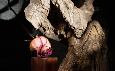 A dried rose lies on a wooden podium under a lighted, wooden, dry tree trunk. Decorative composition in a dark foto.