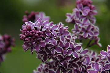 Lilac Wonder Lilac Flower at the Royal Botanical Garden of Burlington, Ontario