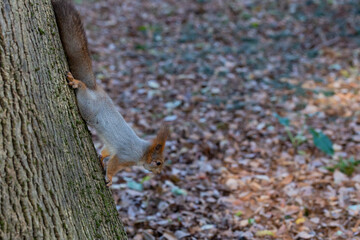 A red squirrel walks down the trunk of a tree. In the background - trees and autumn leaves. Soft focus