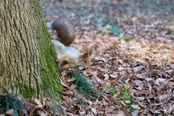 A red squirrel walks down the trunk of a tree. In the background - trees and autumn leaves. Soft focus