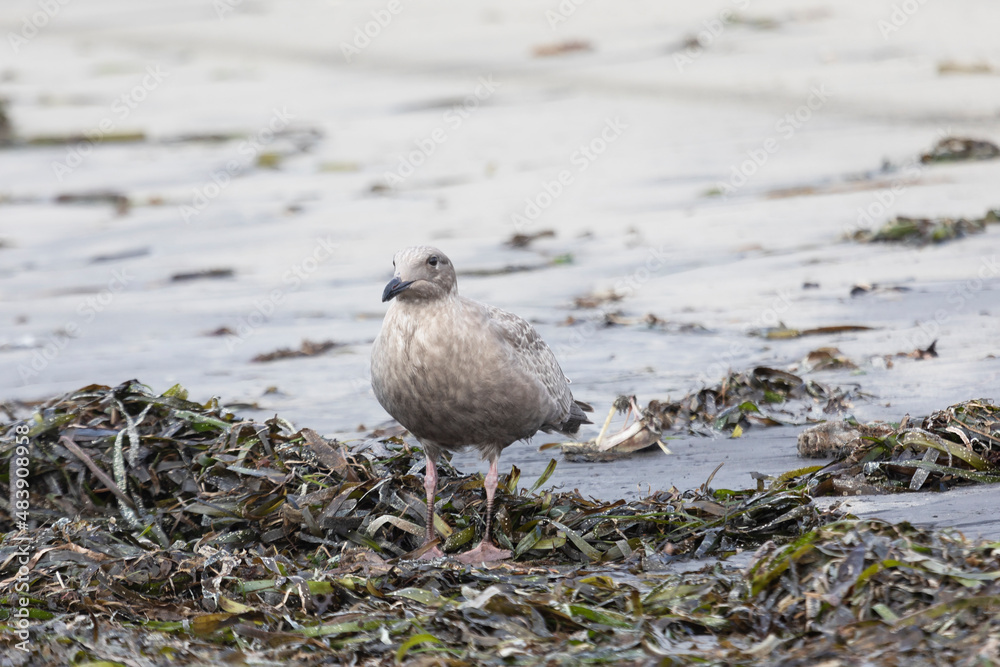 Wall mural Young Slaty-backed gull walking along the shore