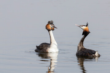 Two grebes at the beginning of the mating season on the lake