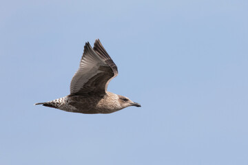 Young slaty-backed gull in flight