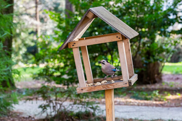 Jay Garrulus glandarius in the nature. A bird with blue wings eats food in a wooden house.
