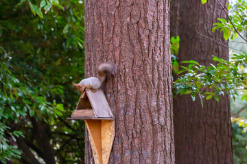 Feeder for squirrels and wild animals in the forest. Squirrel eats food