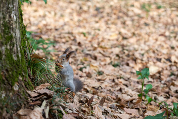 Funny fluffy squirrel with nut in teeth on a ground covered with colorful leaves on magical autumn background.
