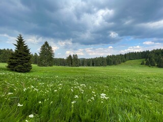 Obraz premium Schuderbachswiese bei Oberhof / Thüringer Wald