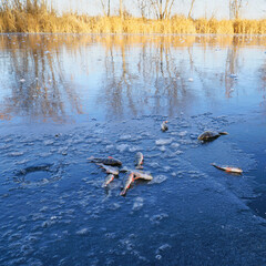 Fish river perch is on the ice of the winter lake. Winter ice fishing
