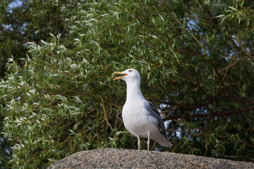 A seagull in its natural habitat on a stone sits opened its beak, the nature of Kazakhstan