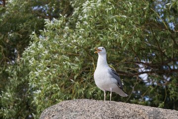 A seagull in its natural habitat on a stone sits opened its beak, the nature of Kazakhstan