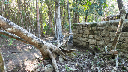 Ancient Mayan ruin in the middle of the jungle of the city of Coba in the Mayan Riviera (Mexico), belonging to the ancient pre-Hispanic civilization of the Maya.
